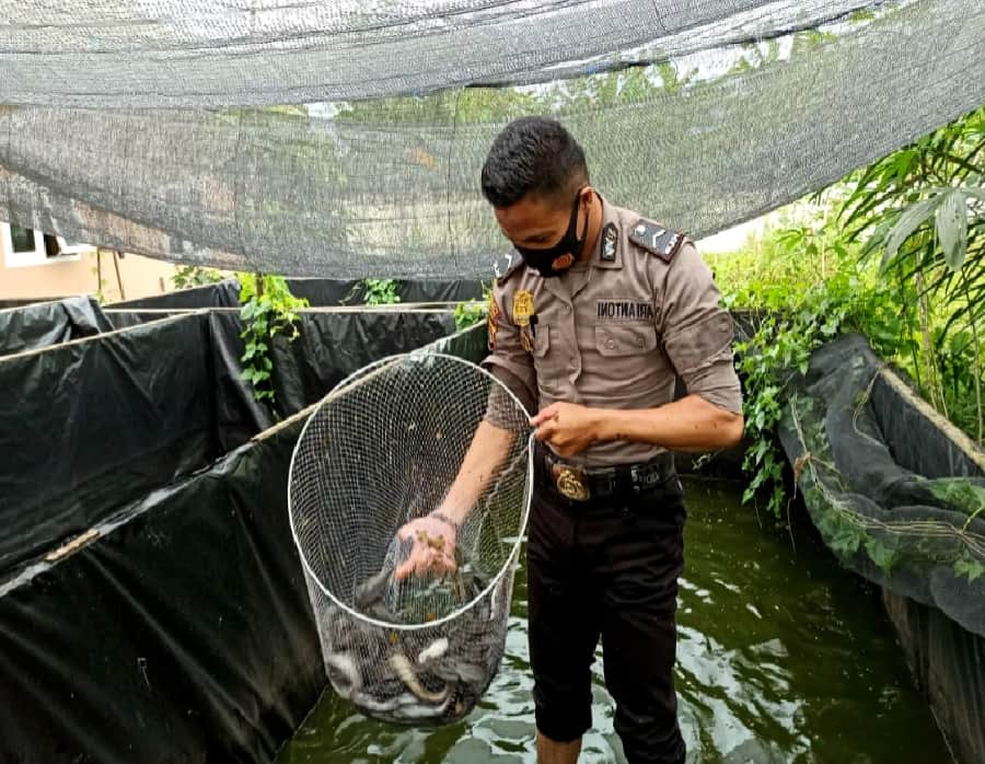 Budidaya Ikan Lele Untuk Peula